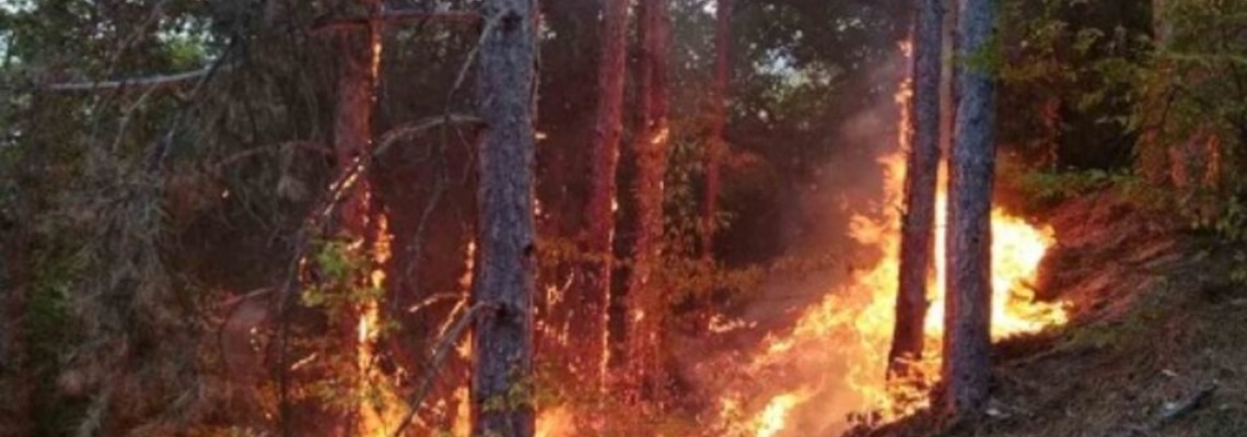 България е сред водещите страни по горски пожари в Европа за 2024 година